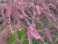 Tamarix gallicam
